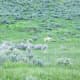 Pronghorn in Lamar Valley