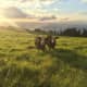 Ulupalakua: These happy cows have a pretty good life at their ranch on the grassy slopes of Haleakalā. 