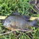 Nice Bluegill/Sunfish mix(?) submitted by "Tightline" on 4/3/16
