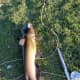 18" Catfish that went for a Guadalupana (9/18/16)