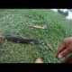 20&quot; Catfish caught on a Lefty Deceiver! 10/13/2013