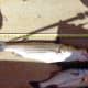 26&quot; Striped Bass caught at Lake Texoma (10/4/14)