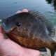 Nice Bluegill submitted 4/22/16!