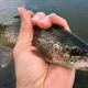 Blue River, OK Rainbow Trout!