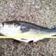 This one went 7 pounds!