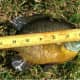 8" Bluegill submitted by Tightline! 4/7/2014