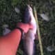 17&quot; Catfish that went for a COAF Damsel Fly. 5/20/2014