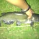 23" Catfish that went for Bread! 5/29/2014
