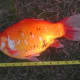 Big Goldfish... that went for Bread!