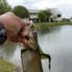 Catfish caught at Plano East Senior High School on 4/9/16!