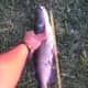 18&quot; Catfish that went for a COAF Damsel Fly. 5/20/2014