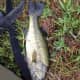 Nice Bass submitted by "Tightline" on 9/2/2013.