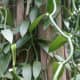 Vanilla planifolia plant