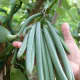 Vanilla Beans