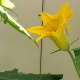 Newly opened kabocha squash/kalabasa flower.