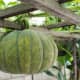 Young kabocha squash fruits are greener, while the hard, mature fruits appear to have a lighter shade of green with either white or yellowish stripes and spots.