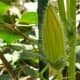 A young developing male kabocha squash blossom.