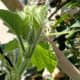 Young leaves of kabocha squash.