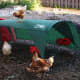 Fancy Chicken Tractor