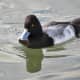 A Lesser Scaup