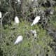 Snowy Egrets in the Trees