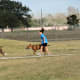Large section of the dog park