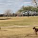 Having some fun in the dog park