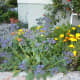 This gorgeous display of calendula and the blue borage together was taken as I walked past a neighbor's house in late spring.