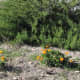 Find some large young calendula blossoms that are fully open and pick them. For the salad I made for two today, I picked six young blossoms, but they were just medium. Remember, you can see the whole picture if you click the X in the upper right corn