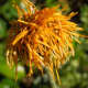 When a calendula flower is about to produce its seed, it looks like this. If you want it to reseed, just leave it. But it you want the plant to keep blooming, cut these spent blooms off until you want to have the plant reseed or you want to collect s