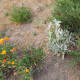 This calendula is growing at the Paso Robles house in a side bed next to a lamb's ear that's a grandbaby of my first lamb's ear plant in the Templeton herb garden. The lamb's ear is spreading all over the front flowerbed, but it's gray softness with