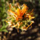 In this photo, you can see the seeds forming under what's left of the petals. If you want the plant to keep blooming, cut this off now.