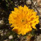 This is a perfect calendula flower in spring -- April 19, to be exact. You can click the X at the right corner of the captions to see the entire picture as it was intended to be seen.