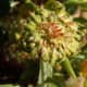 All petals are gone now. This is your last chance to keep the plant blooming by deadheading blossoms like this. If you leave a lot of these seed heads, they will turn brown and the plant will reseed. Trust me, it will produce lots of young plants bef