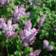 Lilac.