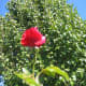 Red Rose.