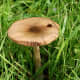 A wild mushroom in field