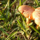 Wild Mushrooms