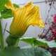 cucurbita-maxima-growing-kalabasa-and-consumption-of-flowers-leaves-and-fruits