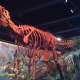 Acrocanthosaurus