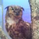 Great Horned Owl-the largest owl in NC