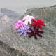 Cute Cthulhu or octopus in pinks and reds