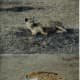 africa-kenya-beach-holiday-masai-mara-safari-adventure