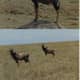 africa-kenya-beach-holiday-masai-mara-safari-adventure