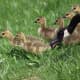 A mother goose prods her goslings