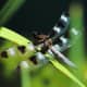 Dragonflies!