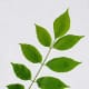 White Ash Leaf