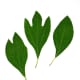 Sassafras Leaves