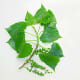 (Poplar) Eastern Cottonwood Leaves and Seed Fruit