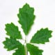 Northern Red Oak Leaves from Young Sapling